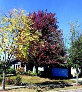 The Best Trees for Growing in Northern Gardens